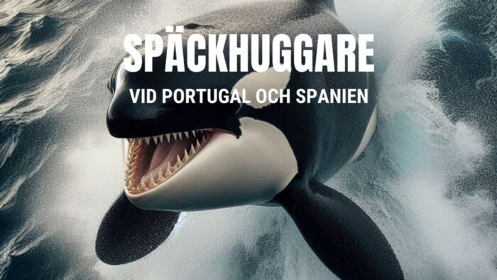 Spackhuggare-Spanien