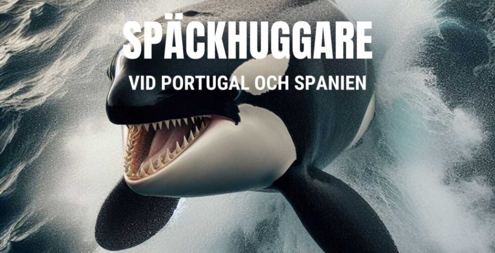 Spackhuggare-Spanien